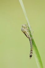 Willow Emerald Damselfly (Chalcolestes viridis) hatching, hatching, larva, dragonfly larva, North
