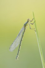 Willow Emerald Damselfly (Chalcolestes viridis), female, North Rhine-Westphalia, Germany