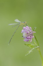 Willow Emerald Damselfly (Chalcolestes viridis), male on flower of meadow clover (Trifolium
