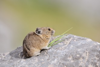 American pika (Ochotona princeps) sitting on a rock and eating blades of grass, Jasper National
