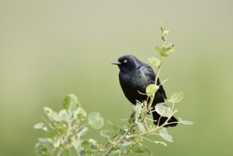 Purple Blackbird (Euphagus cyanocephalus), male, Waterton Lakes National Park, Alberta, Canada
