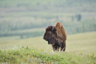 American Bison (Bos bison), female, Alberta, Canada