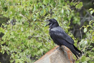 Raven (Corvus corax) sitting on a rock, Banff National Park, Alberta, Canada