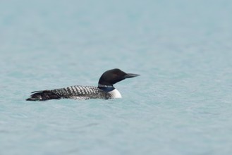 Common loon (Gavia immer), Banff National Park, Alberta, Canada