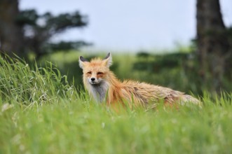 Red fox (Vulpes vulpes), Waterton Lakes National Park, Alberta, Canada