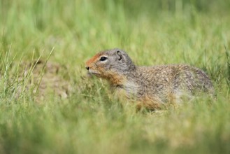 Columbia ground squirrel (Urocitellus columbianus, Spermophilus columbianus), British Columbia,