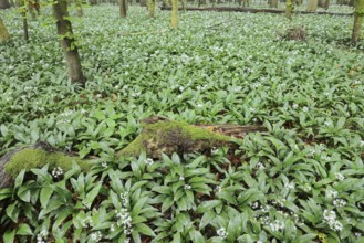 Wild garlic (Allium ursinum) in bloom in a deciduous forest, spring, North Rhine-Westphalia,