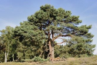 Scots pine or Scots pine (Pinus sylvestris) in heathland, Westruper Heide, North Rhine-Westphalia,