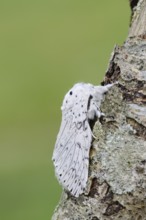 Cerura erminea or ermine moth (Cerura erminea), France