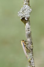 Four-spot lichen bear or large lichen bear (Lithosia quadra), male, France