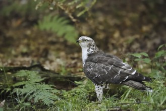 Honey buzzard (Pernis apivorus), North Rhine-Westphalia, Germany