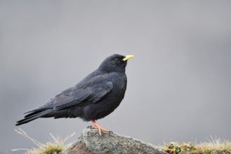 Alpine chough (Pyrrhocorax graculus), Hohe Tauern National Park, Austria