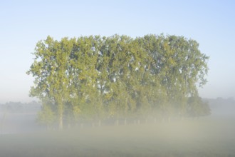 Bastard black poplars or Canada poplars (Populus x canadensis, Populus x euramericana) in the