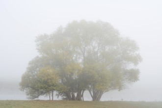 Silver willows (Salix alba) on the river Lippe in the morning mist, North Rhine-Westphalia, Germany