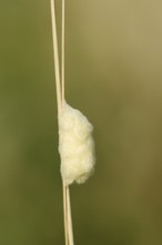 Braconid wasp (Braconidae), cocoon, North Rhine-Westphalia, Germany