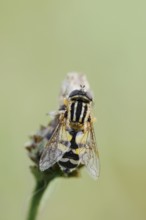 Large marsh hoverfly (Helophilus trivittatus), North Rhine-Westphalia, Germany