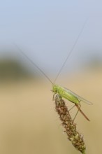 Long-winged conehead (Conocephalus fuscus), female, North Rhine-Westphalia, Germany