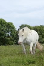 Domestic horse, Percheron (Equus caballus) in the pasture, Normandy, France
