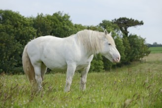 Domestic horse, Percheron (Equus caballus) in the pasture, Normandy, France