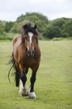 Domestic horse, Clydesdale (Equus caballus) on pasture, France