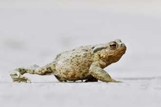 Common toad (Bufo bufo) crossing a road, North Rhine-Westphalia, Germany