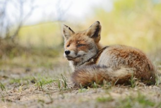 Red fox (Vulpes vulpes), North Rhine-Westphalia, Germany
