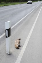 Dead stone marten (Martes foina) at the roadside, North Rhine-Westphalia, Germany