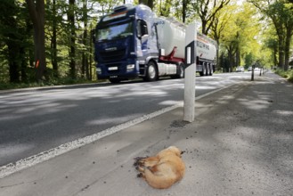 Dead red fox (Vulpes vulpes) lying on the roadside, North Rhine-Westphalia, Germany
