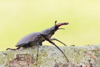 Stag beetle (Lucanus cervus), male, Normandy, France