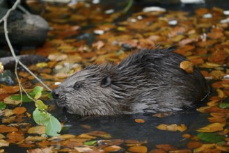 European beaver (Castor fiber), young animal feeding on a branch in the water, autumn, North