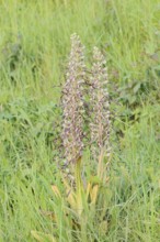 Goat's tongue (Himantoglossum hircinum), flowering, Centre region, France