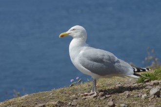 Herring Gull (Larus argentatus) standing on a rock on the coast, Brittany, France
