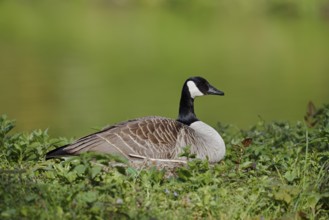 Canada goose (Branta canadensis) sitting brooding on the nest, North Rhine-Westphalia, Germany