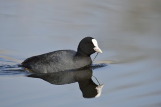 Eurasian Coot (Fulica atra) swimming, North Rhine-Westphalia, Germany