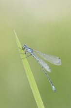 Horseshoe Damselfly (Coenagrion puella), male, North Rhine-Westphalia, Germany