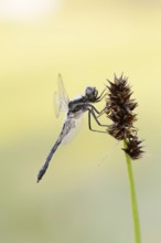 Black Darter (Sympetrum danae), male, North Rhine-Westphalia, Germany