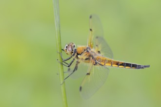 Four-spotted dragonfly (Libellula quadrimaculata), female, North Rhine-Westphalia, Germany