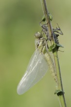 Black-tailed Skimmer (Orthetrum cancellatum), freshly hatched with exuvia, North Rhine-Westphalia,