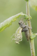 Black-tailed Skimmer (Orthetrum cancellatum), hatch, larva, dragonfly larva, North