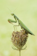 European mantis (Mantis religiosa), male, Haut-Rhin, Alsace, France