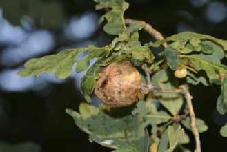 Oak sponge gall wasp (Biorhiza pallida), gall on an oak branch, North Rhine-Westphalia, Germany