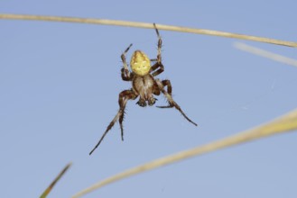 Four-spotted cross spider (Araneus quadratus), male, North Rhine-Westphalia, Germany