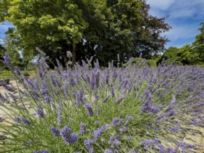 Lavender in bloom in Grugapark, Essen, North Rhine-Westphalia, Germany