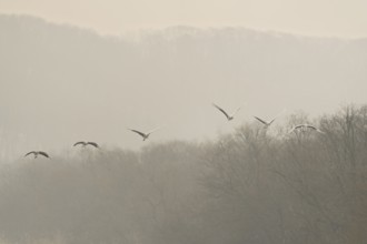 Manchurian cranes (Grus japonensis), in flight, Tsurui, Akan district, Hokkaido, Japan