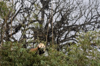 Western Red panda (Ailurus fulgens), feeding on bamboo, Singalila National Park, Gairibas, Jamuna,