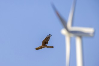 Montagu's harrier (Circus pygargus) migrating female flying past turning blades of windmill, wind