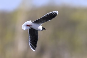 Little gull (Hydrocoloeus minutus, Larus minutus) adult in breeding plumage, summer plumage flying