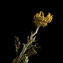 Dried sunflower reveals intricate details against dark background highlighting beauty of decay