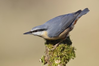 Nuthatch (Sitta europaea), sitting on a tree root covered with moss, Wilnsdorf, North
