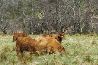 Highland Cattle, Scottish breed of rustic cattle, Highland, Scotland, UK